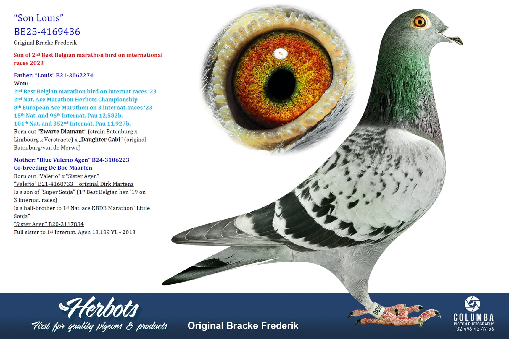pigeon: undefined