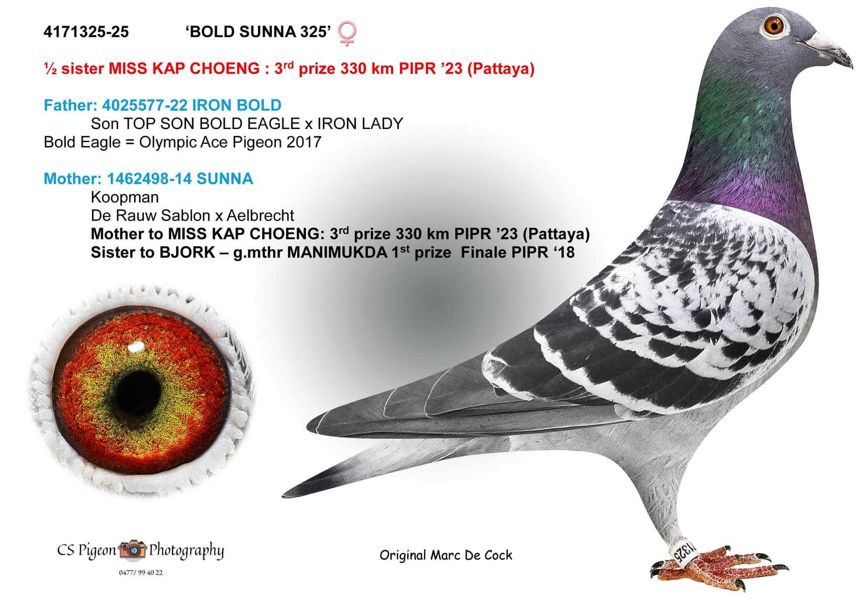 'Bold Sunna 325'