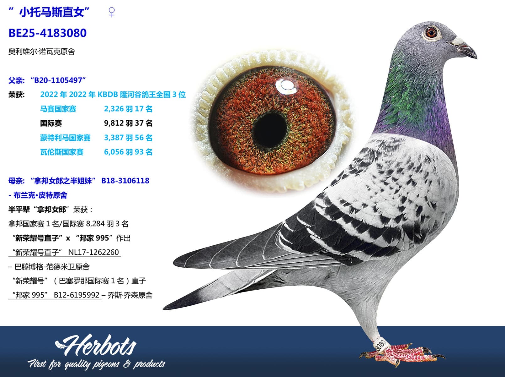 pigeon: undefined