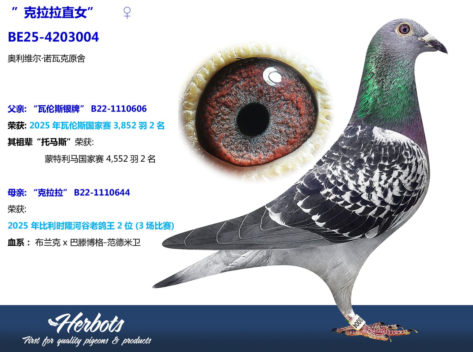 pigeon: undefined