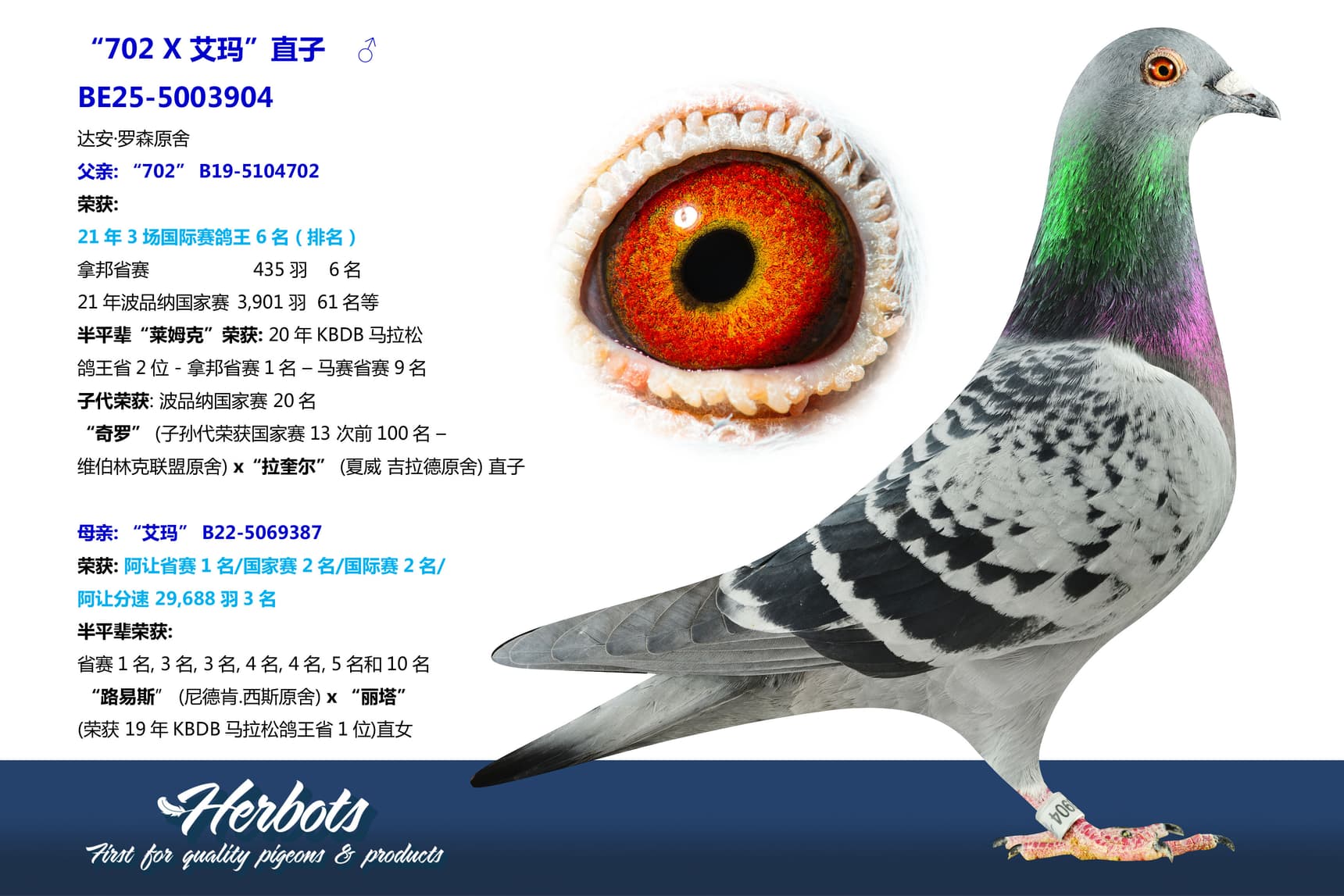 pigeon: undefined