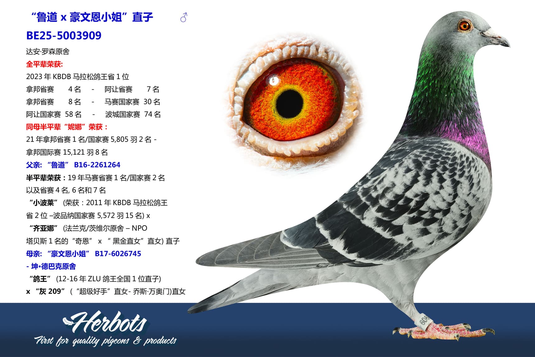 pigeon: undefined