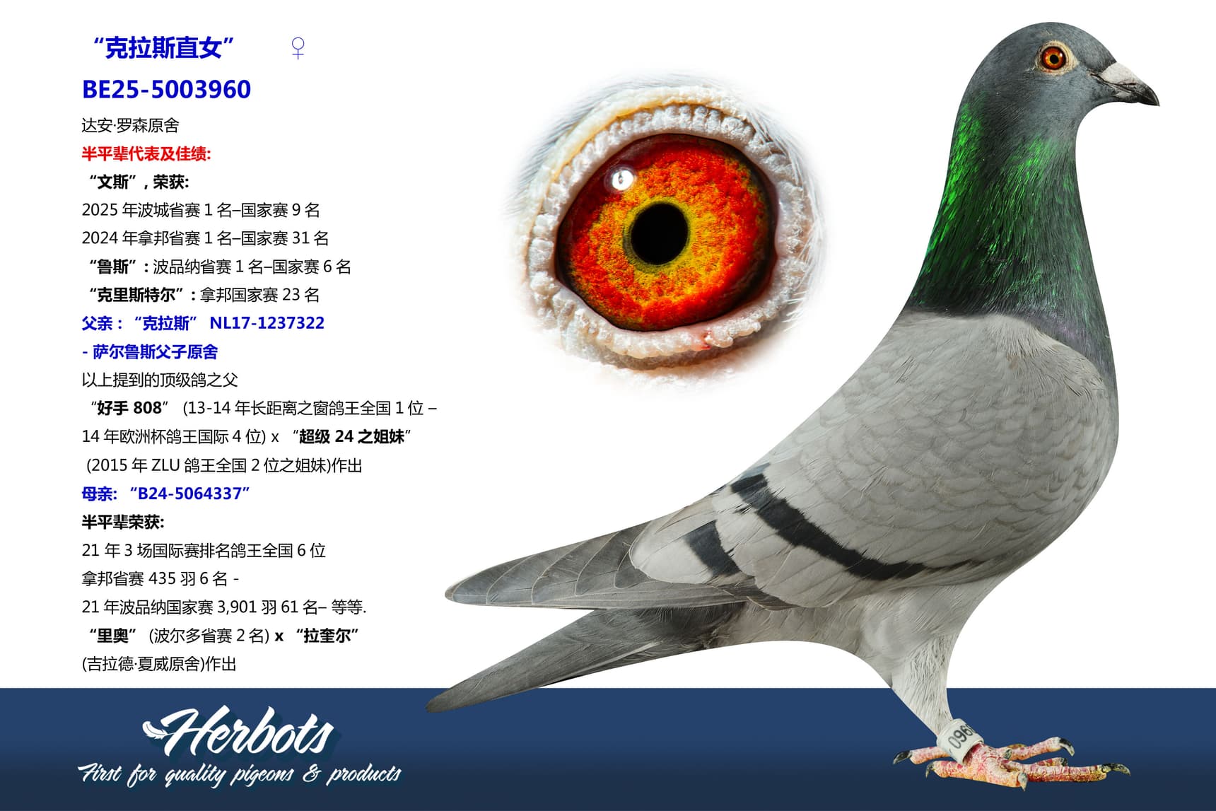 pigeon: undefined