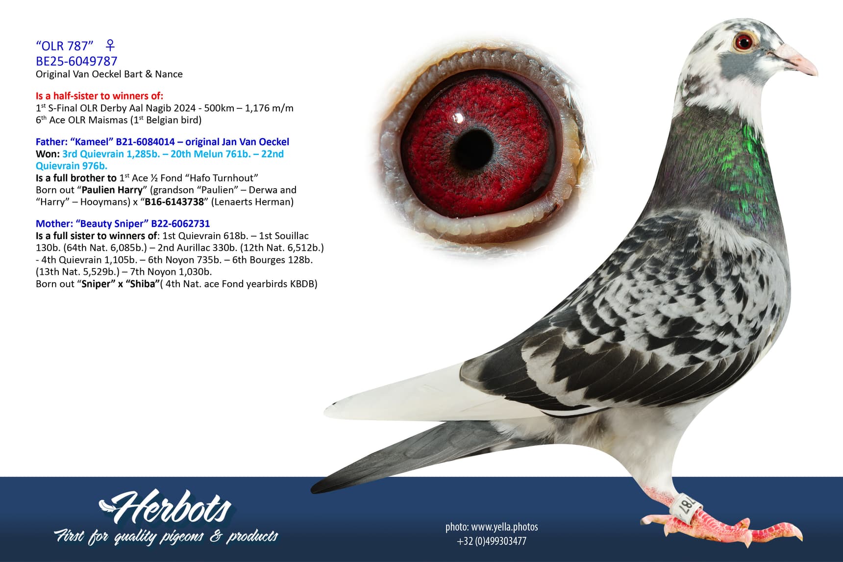 pigeon: undefined