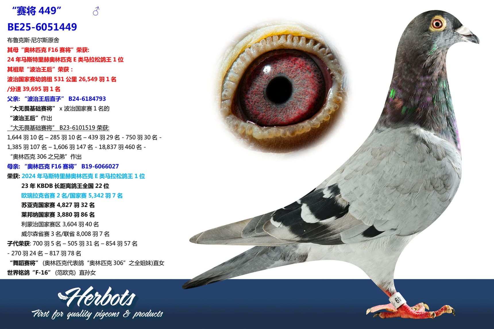 pigeon: undefined