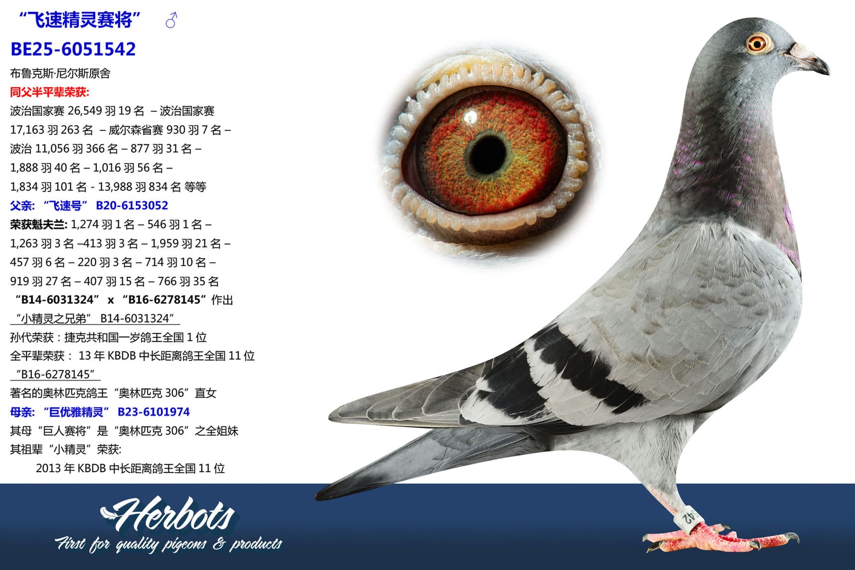 pigeon: undefined