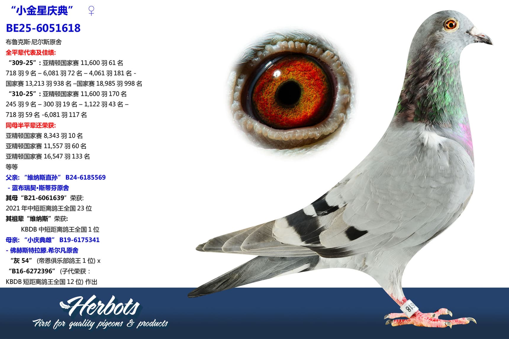 pigeon: undefined