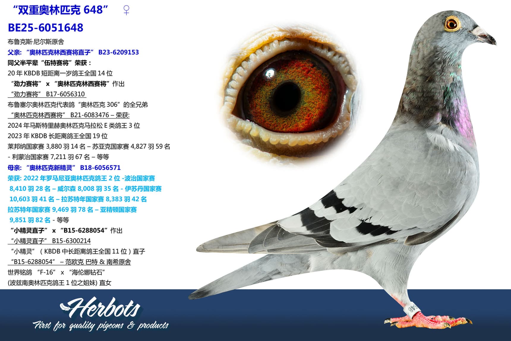 pigeon: undefined