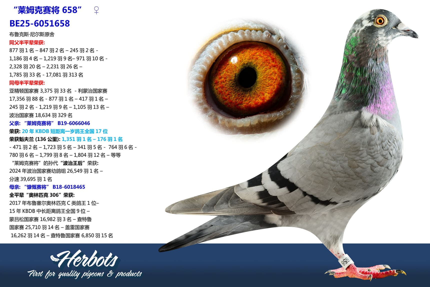 pigeon: undefined