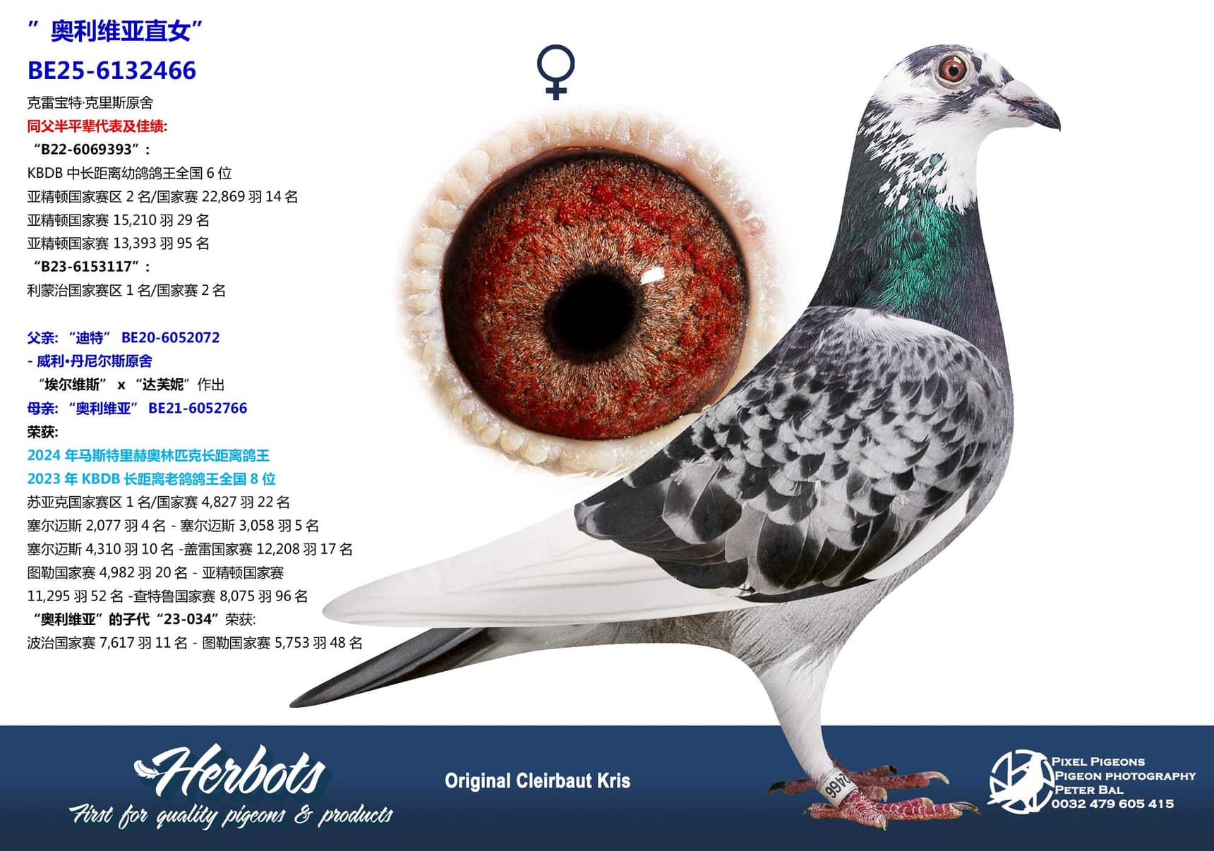 pigeon: undefined
