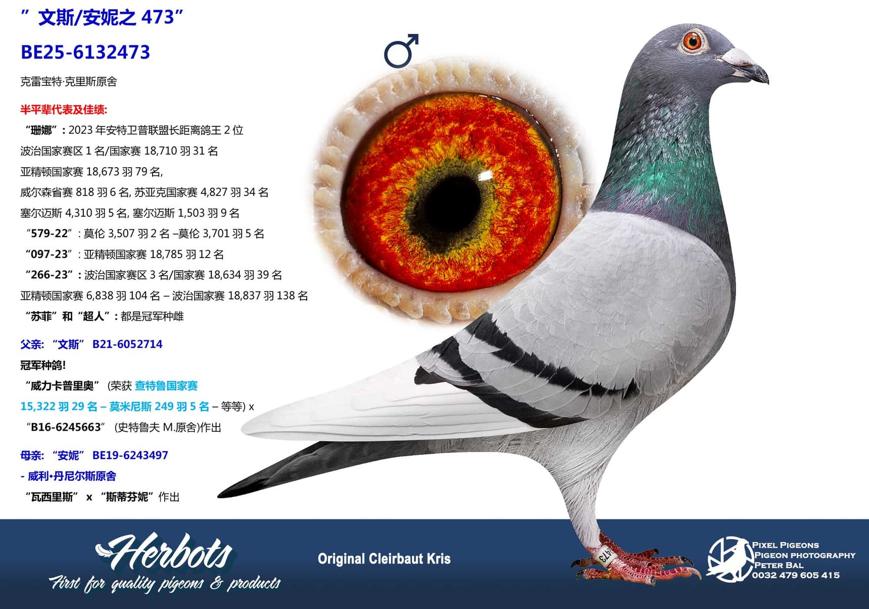 pigeon: undefined