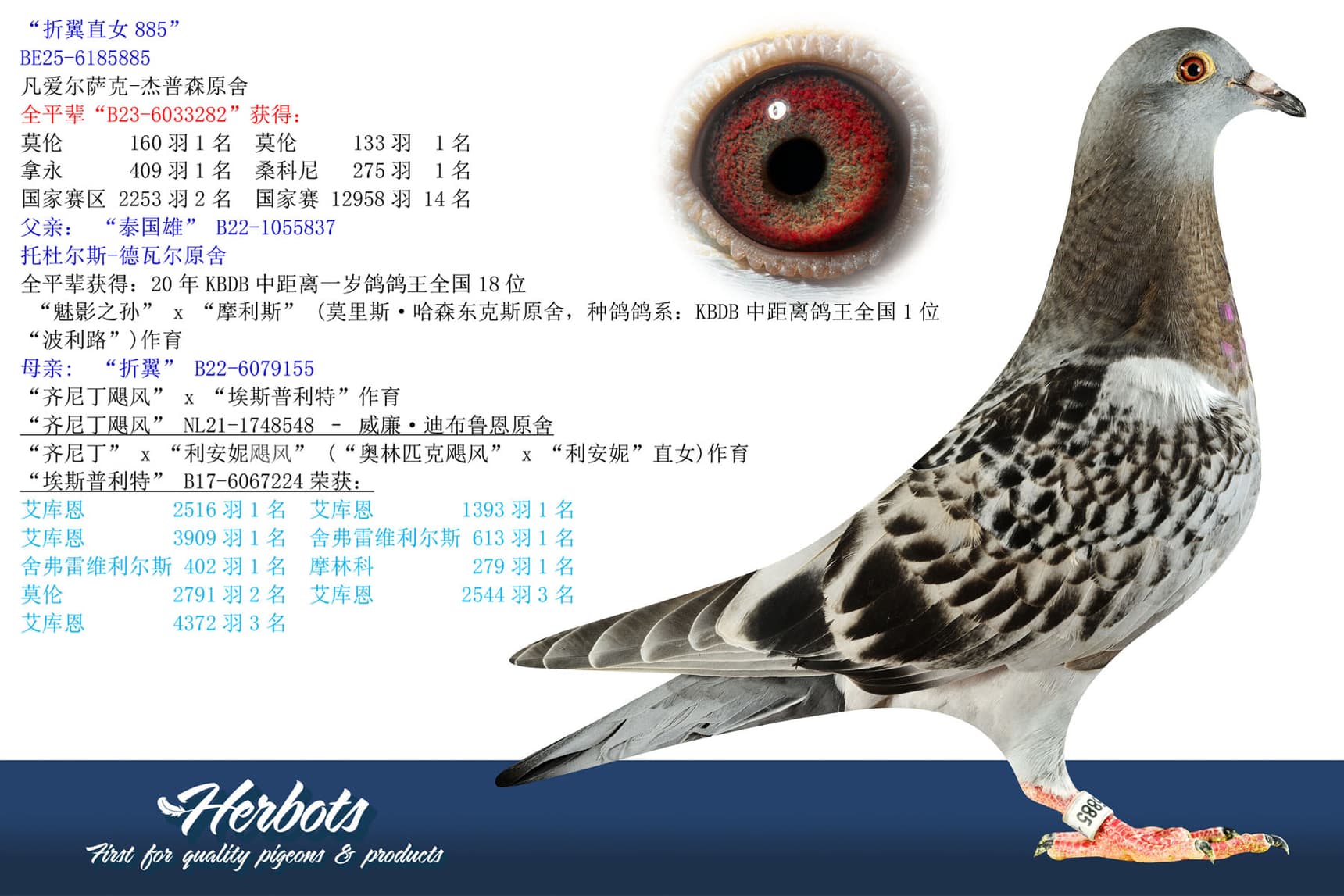 pigeon: “折翼直女885”