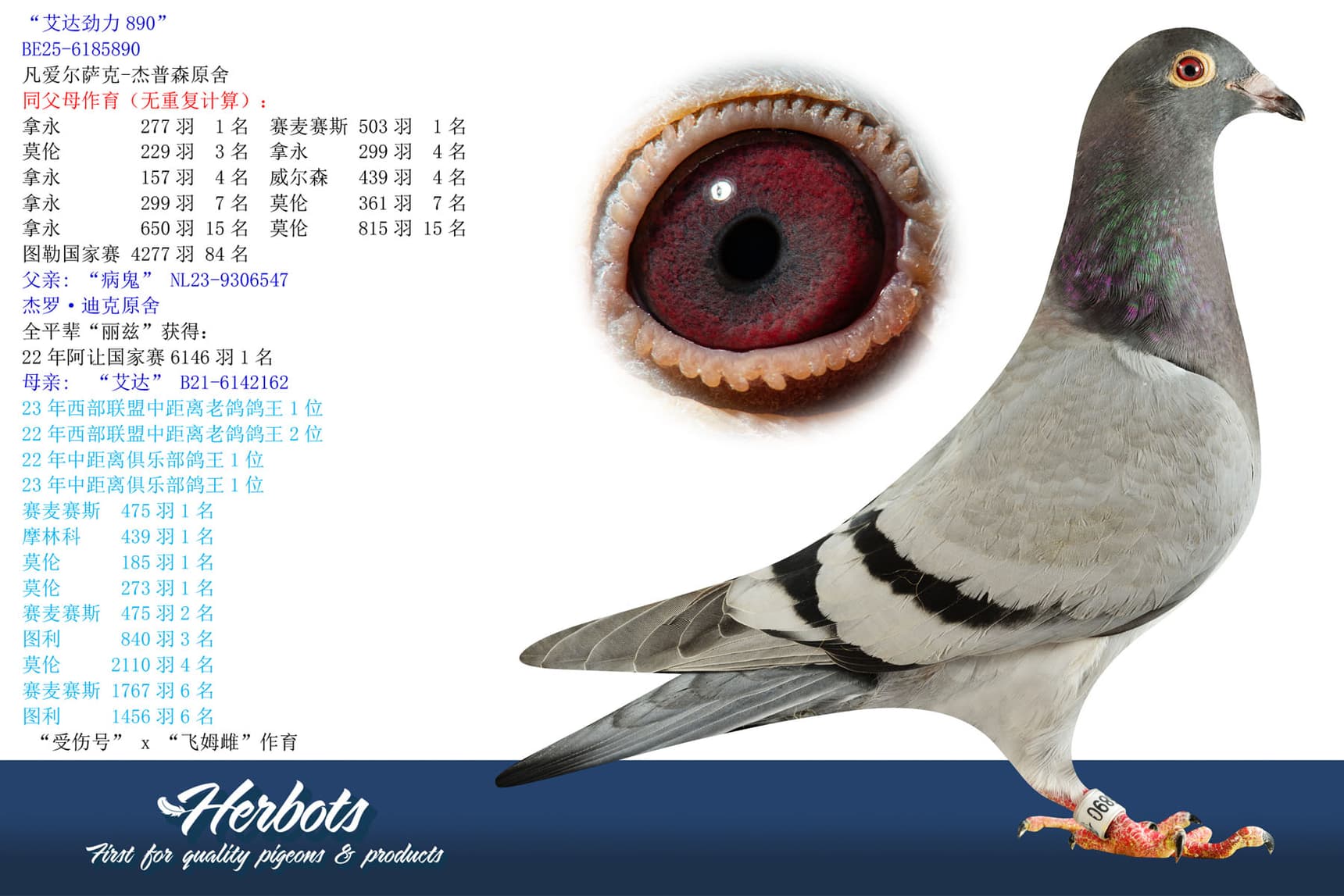 pigeon: “艾达劲力890”