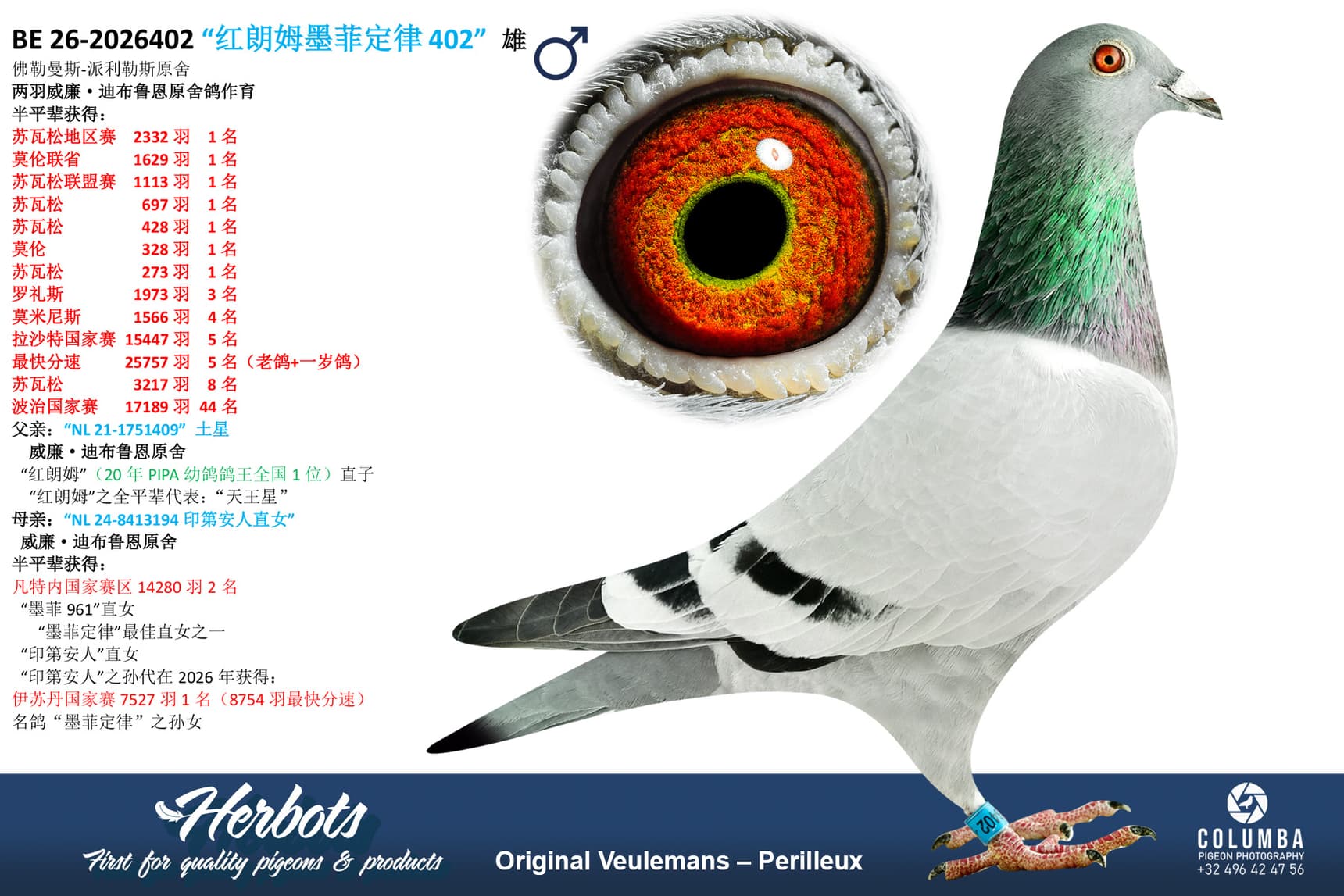 pigeon: undefined