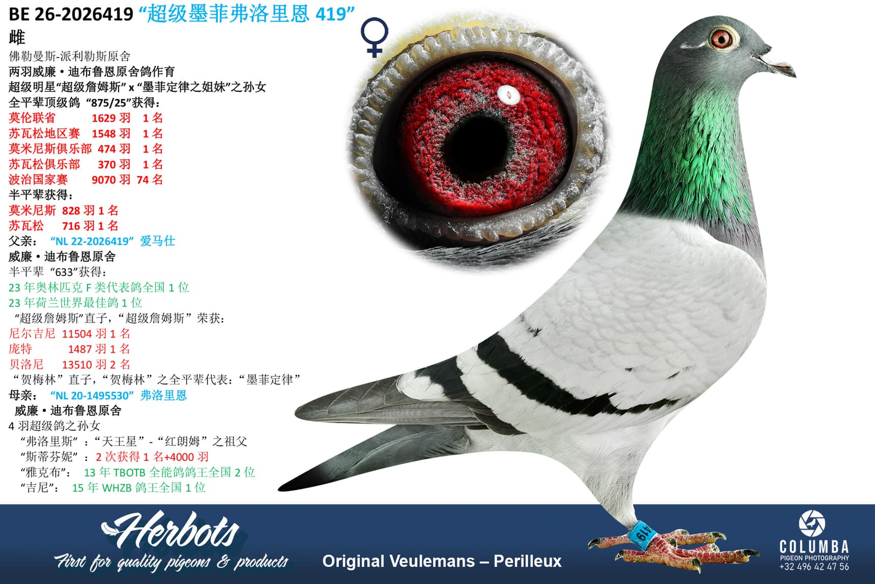 pigeon: undefined