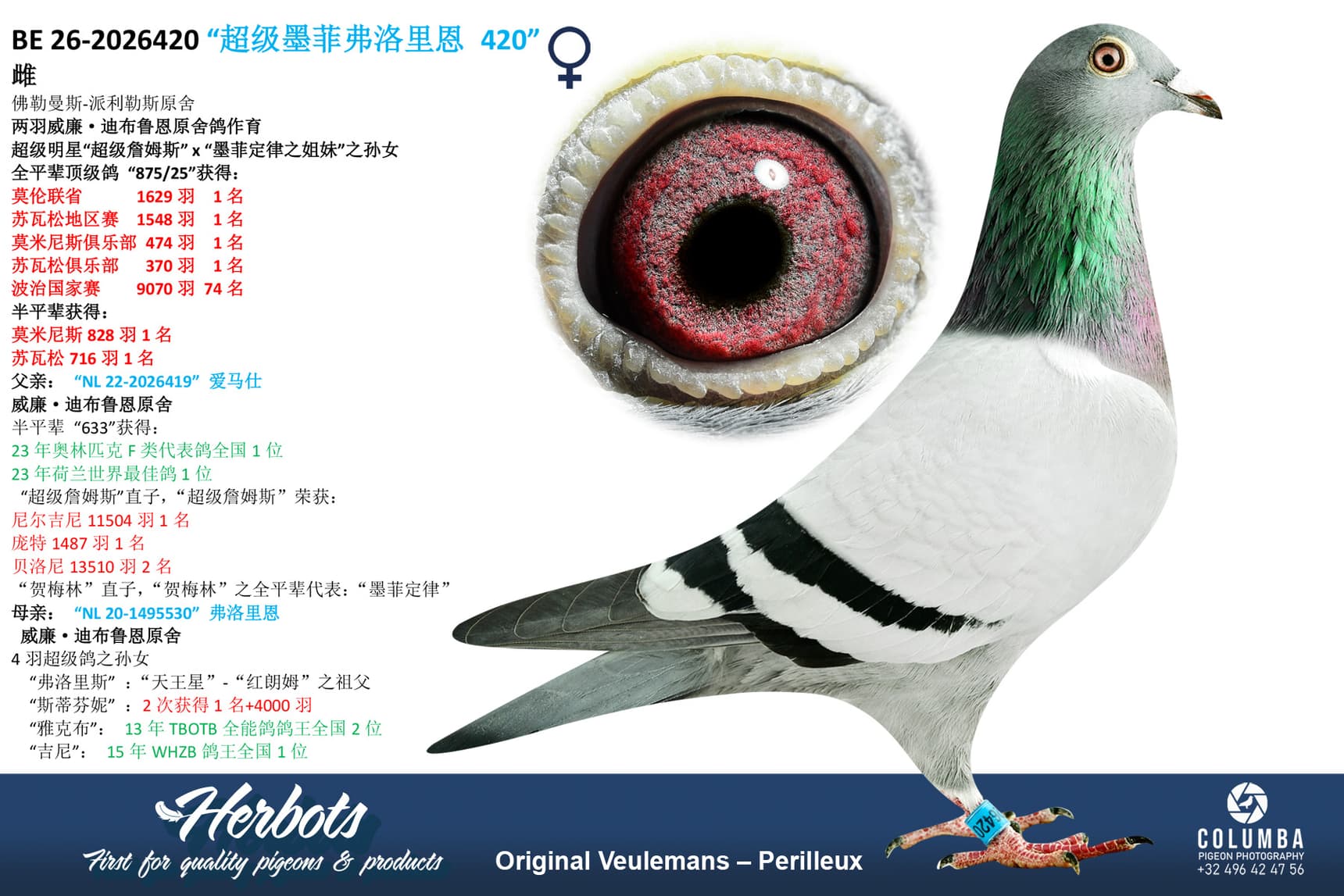 pigeon: undefined