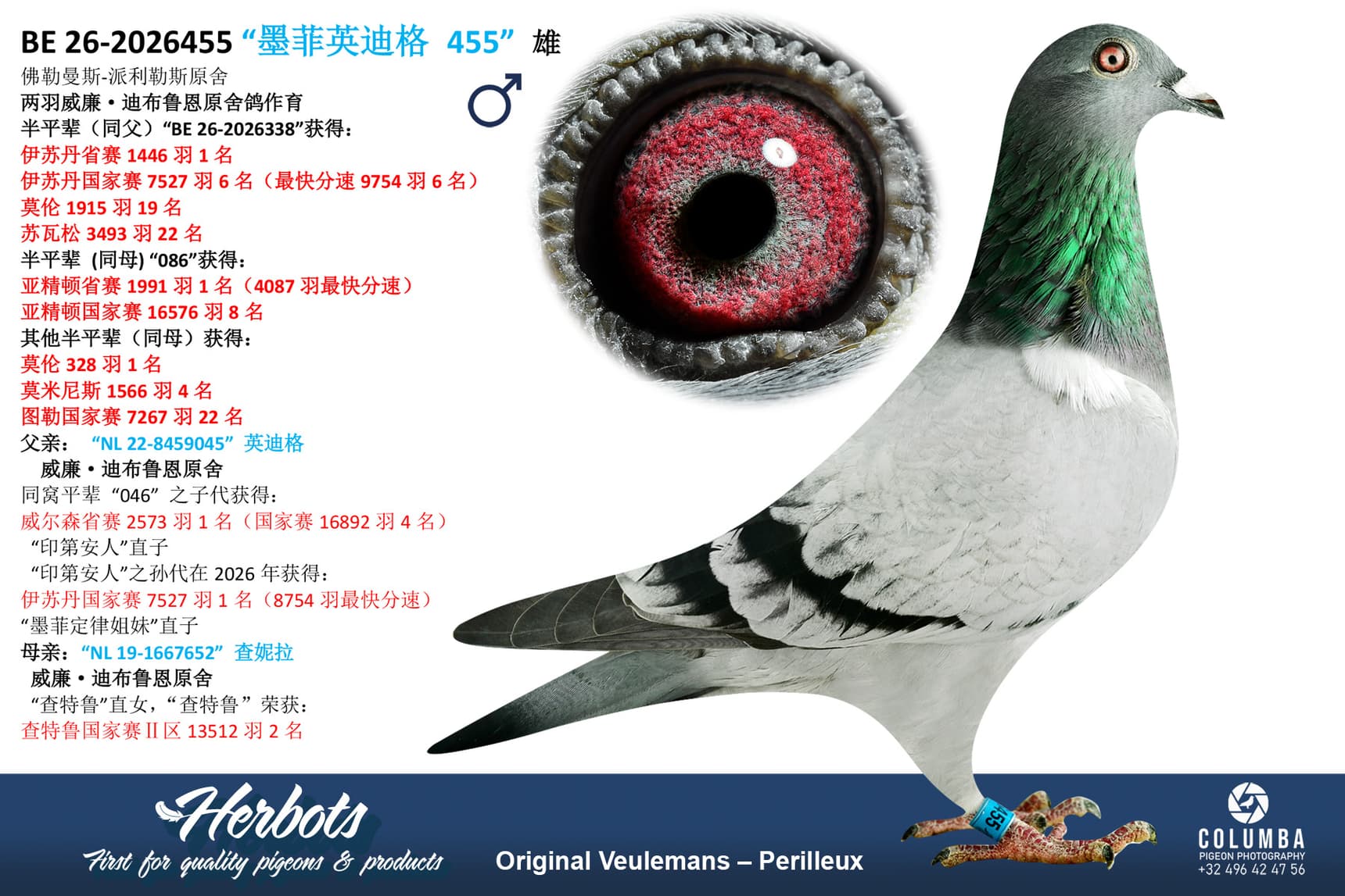pigeon: undefined