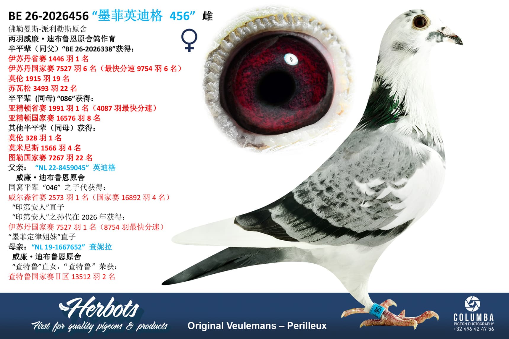 pigeon: undefined