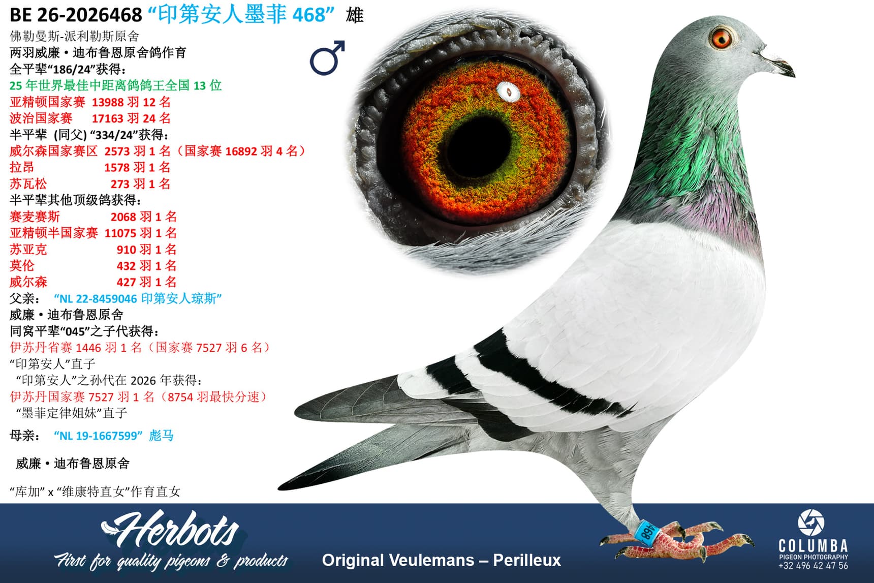 pigeon: undefined