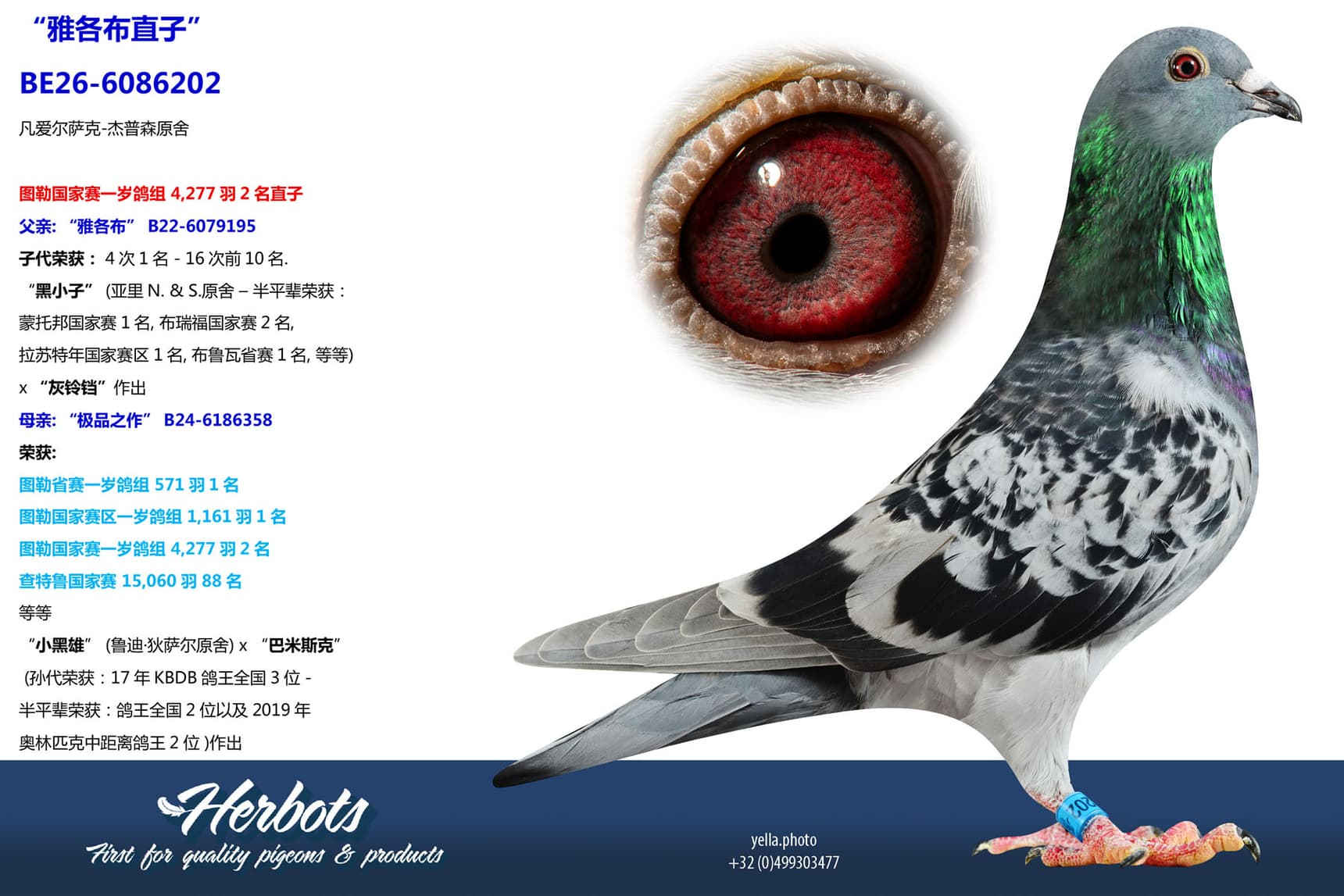 pigeon: undefined