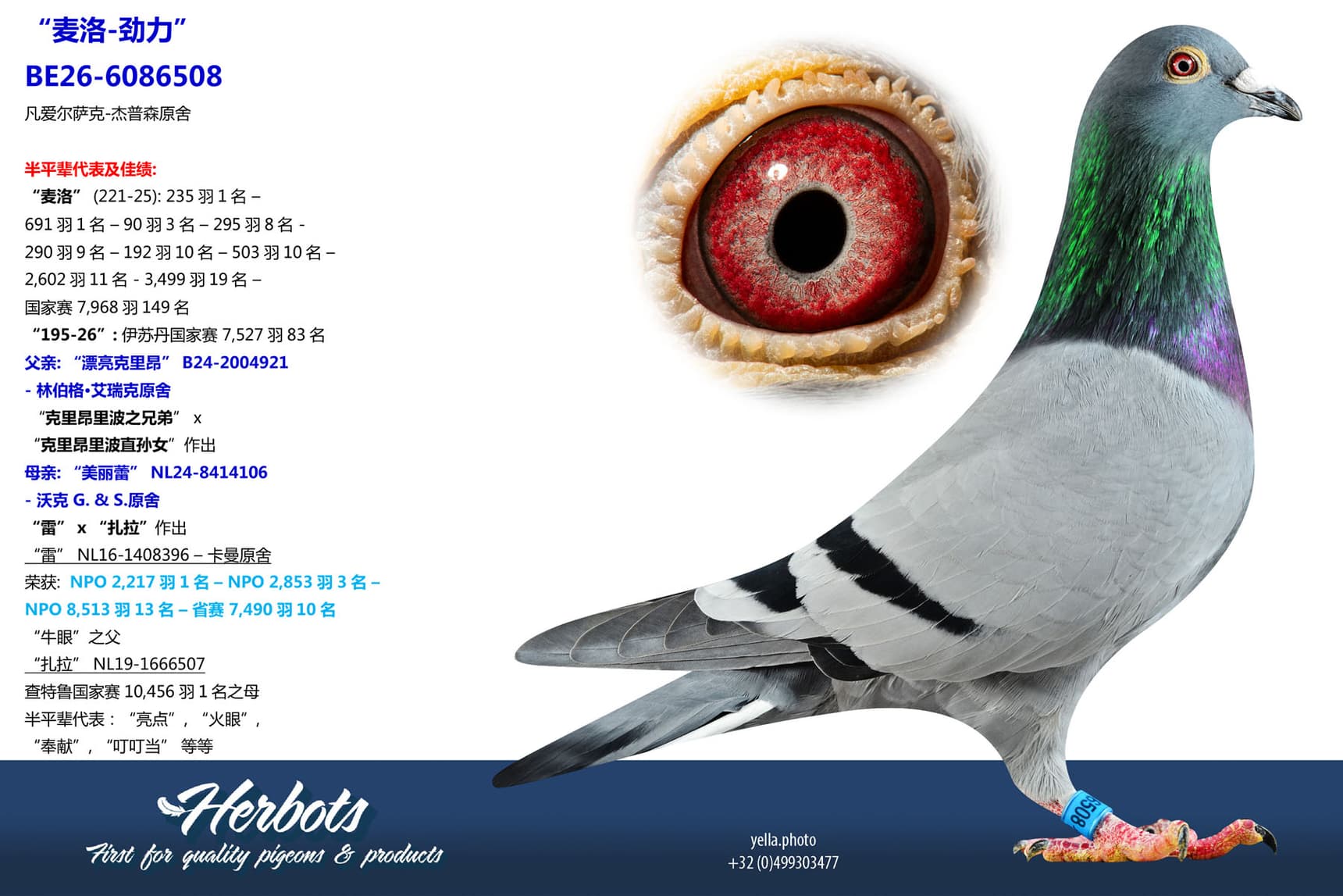 pigeon: undefined