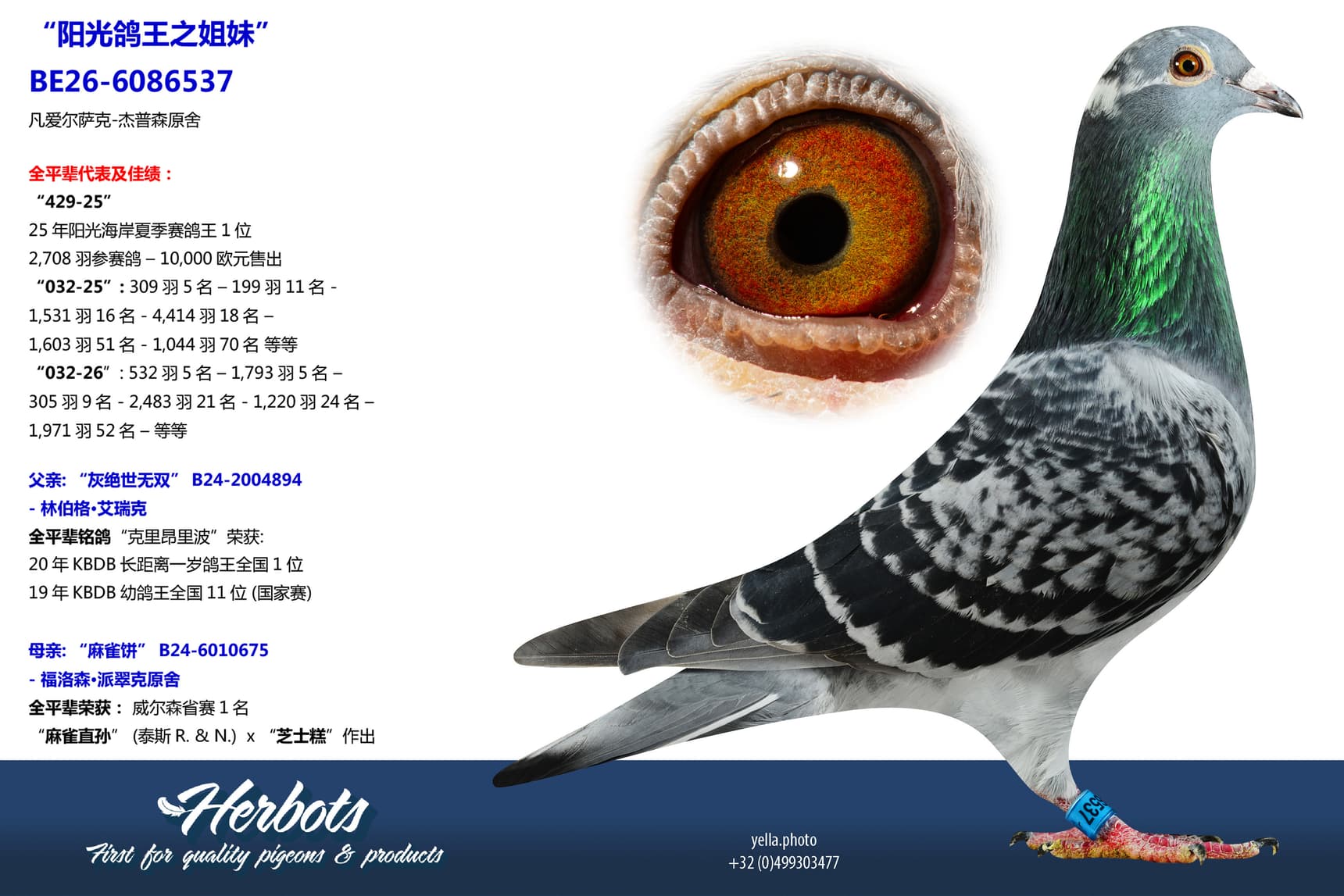 pigeon: undefined