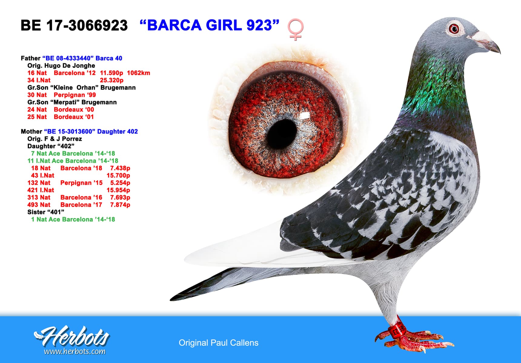 pigeon: "Barca Girl 923"