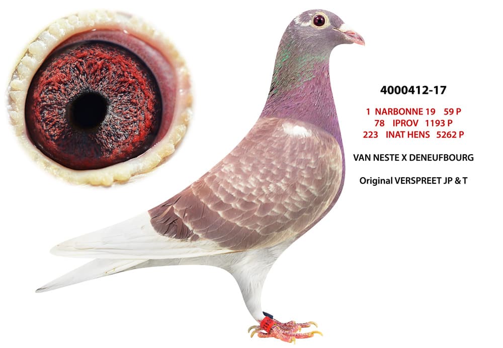 pigeon: Narbonne 412