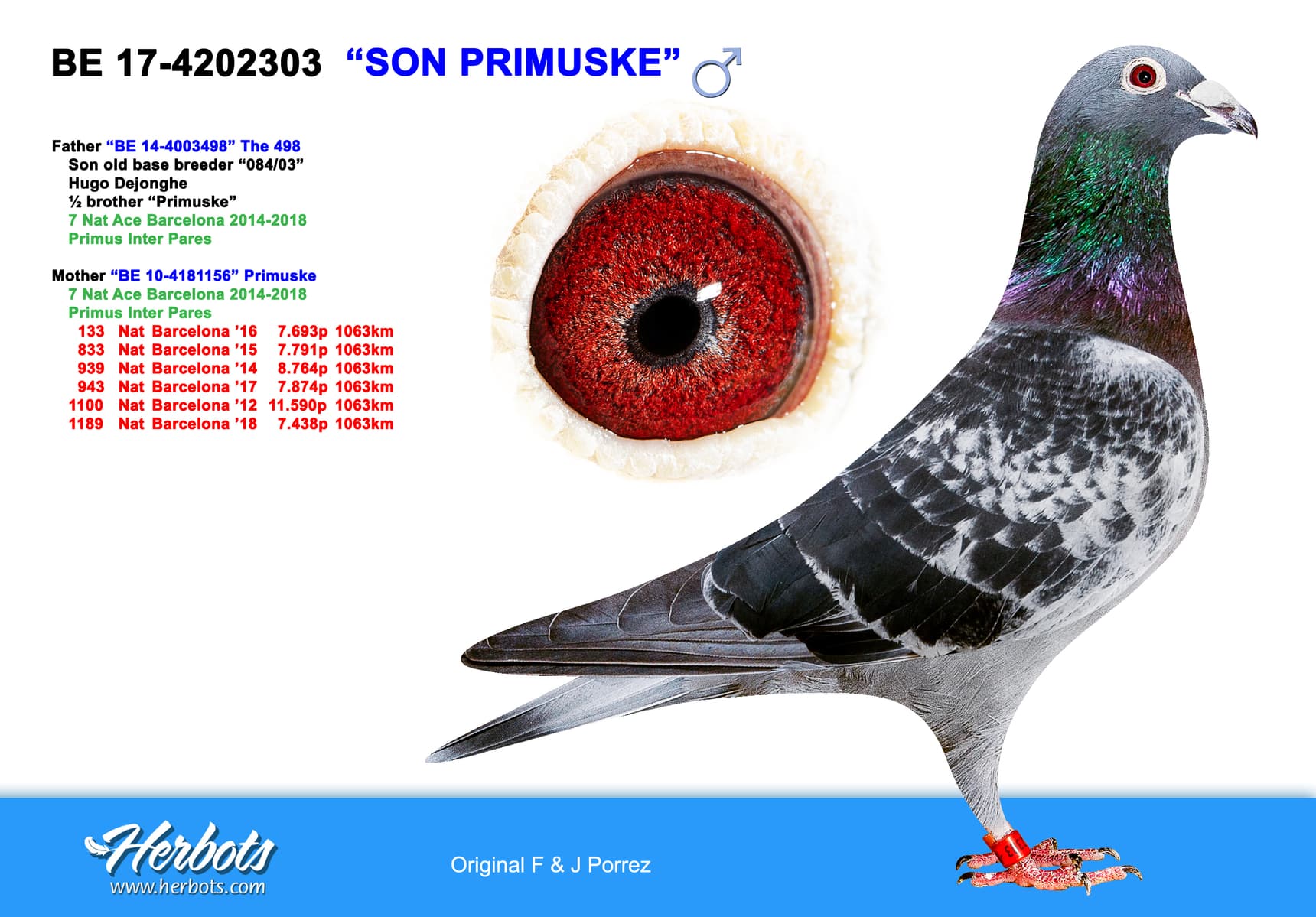 pigeon: undefined