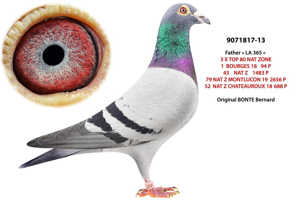 pigeon: undefined