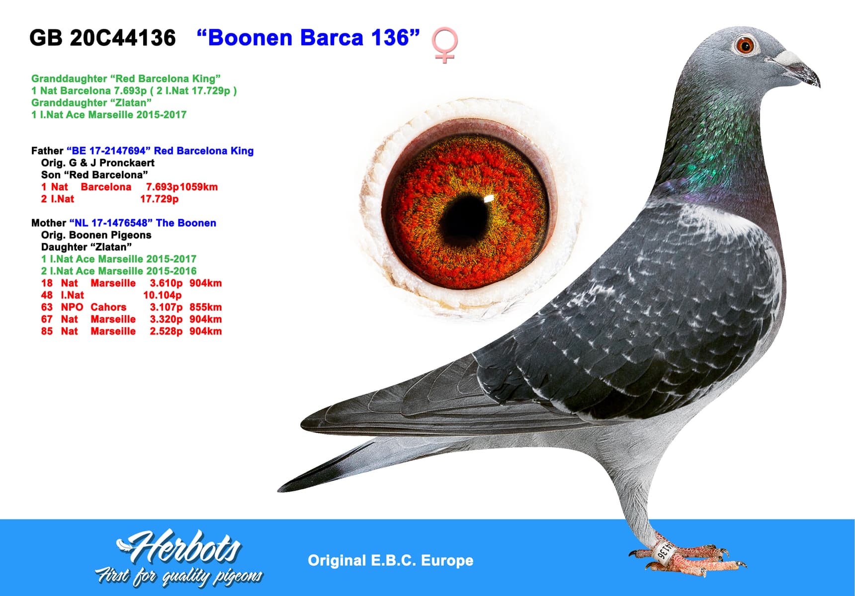 pigeon: undefined