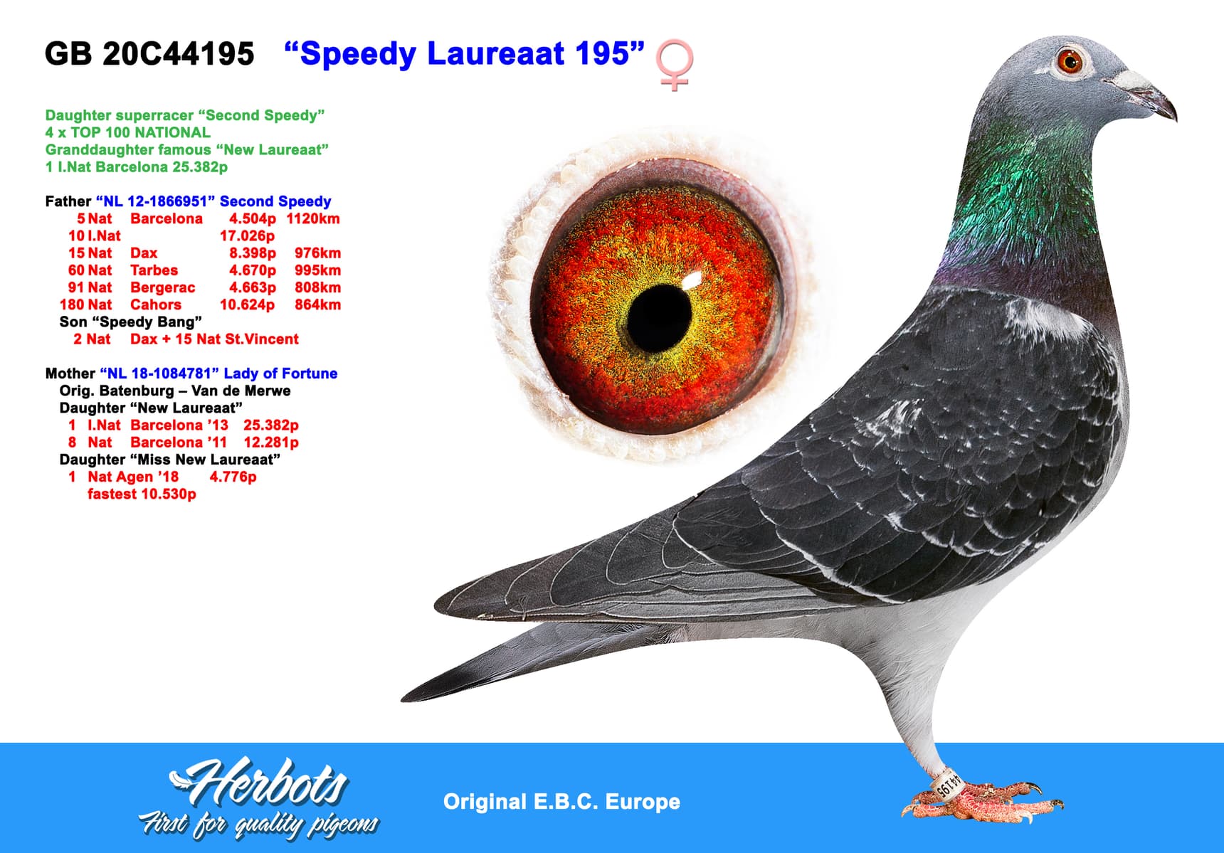 pigeon: “Speedy Laureaat 195”