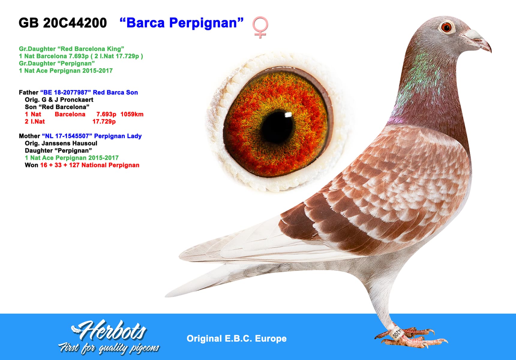 pigeon: “Barca Perpignan”