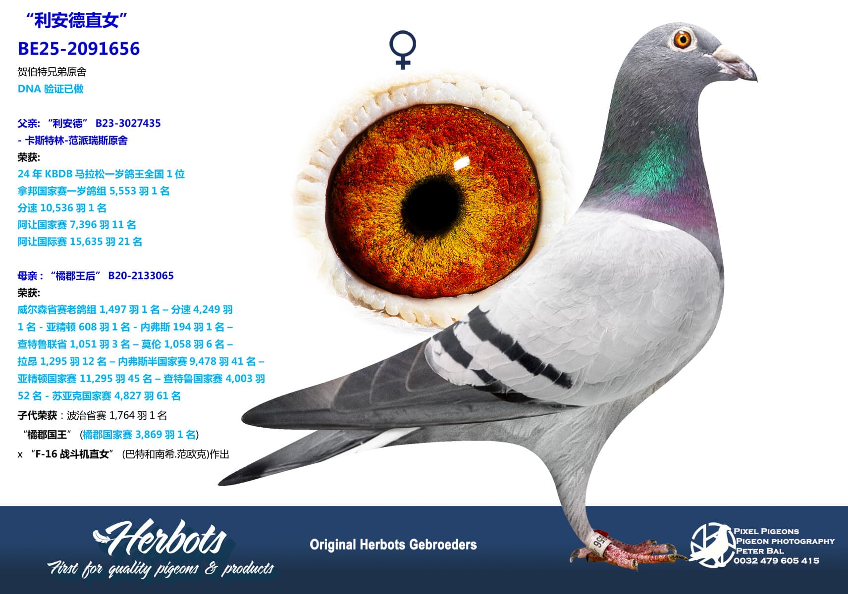 pigeon: undefined