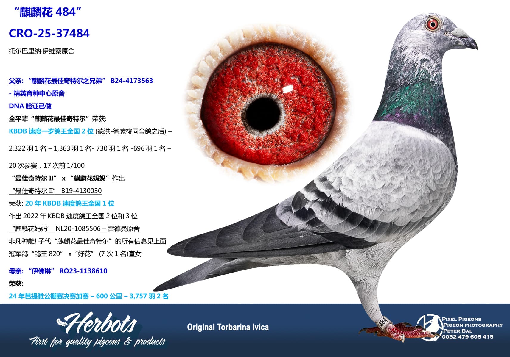 pigeon: undefined