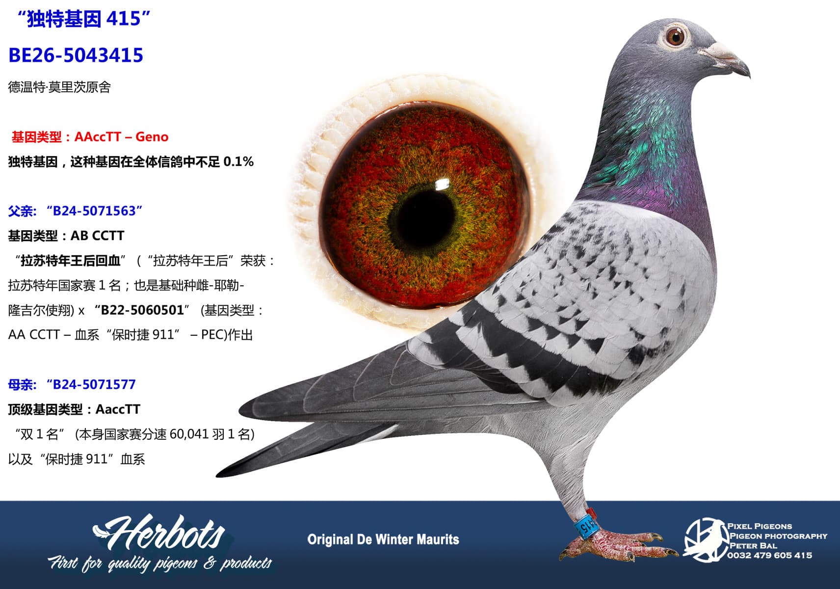 pigeon: undefined