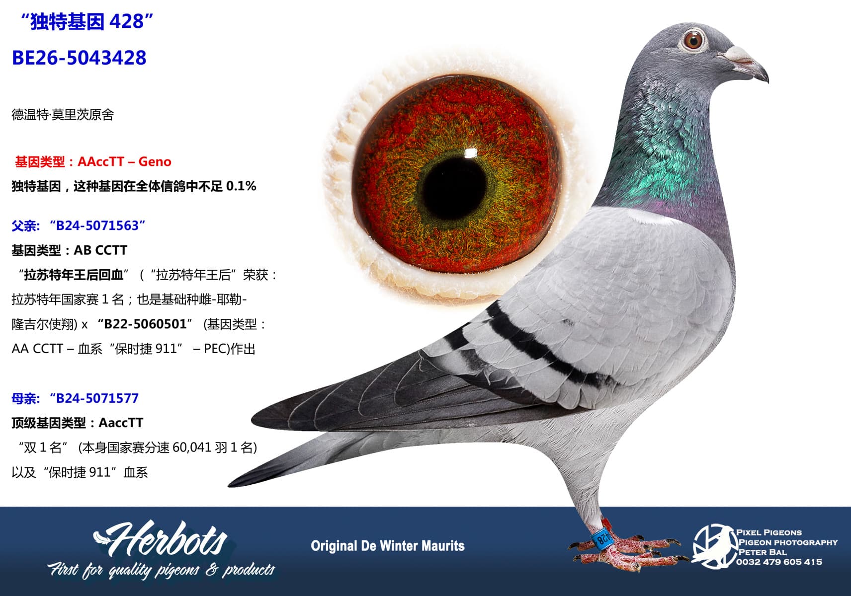 pigeon: undefined