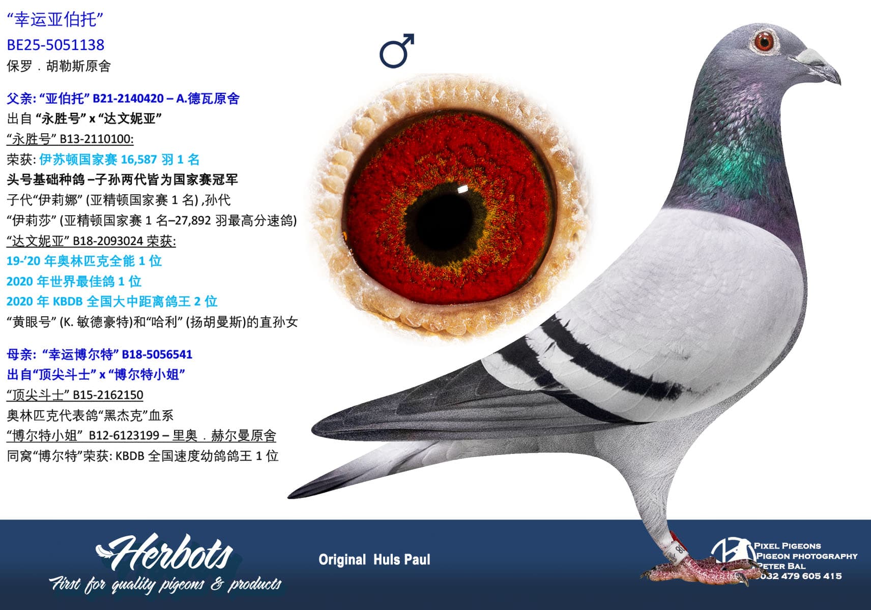 pigeon: undefined