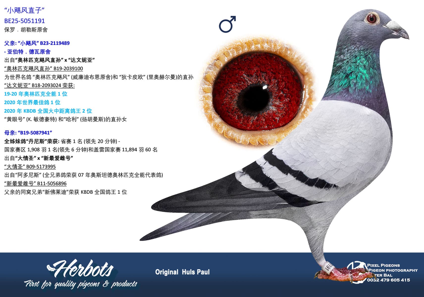 pigeon: undefined