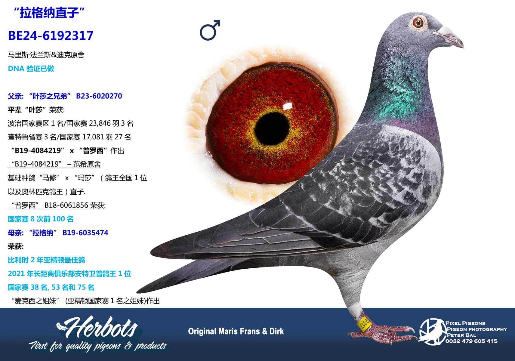 pigeon: undefined