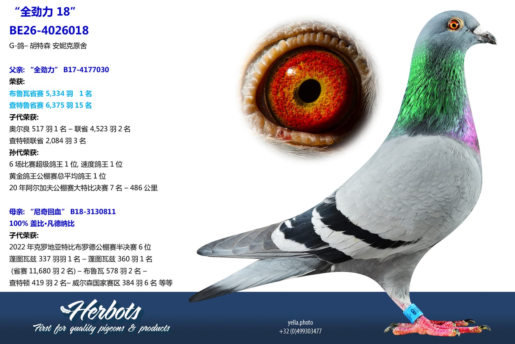 pigeon: undefined