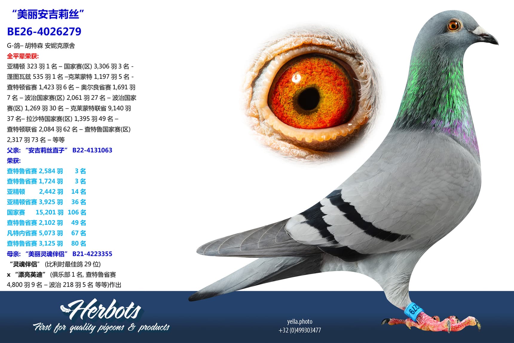 pigeon: undefined