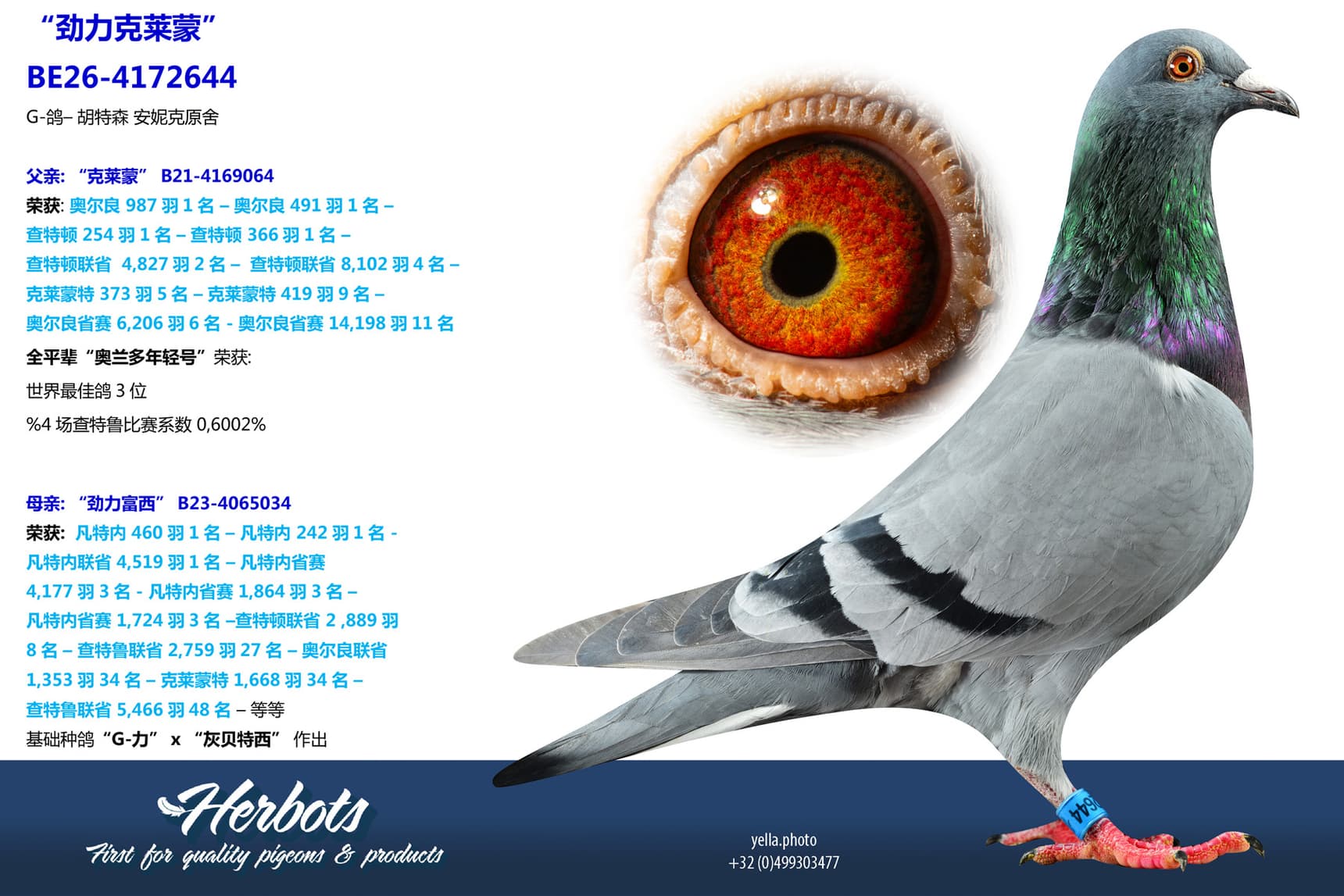 pigeon: undefined