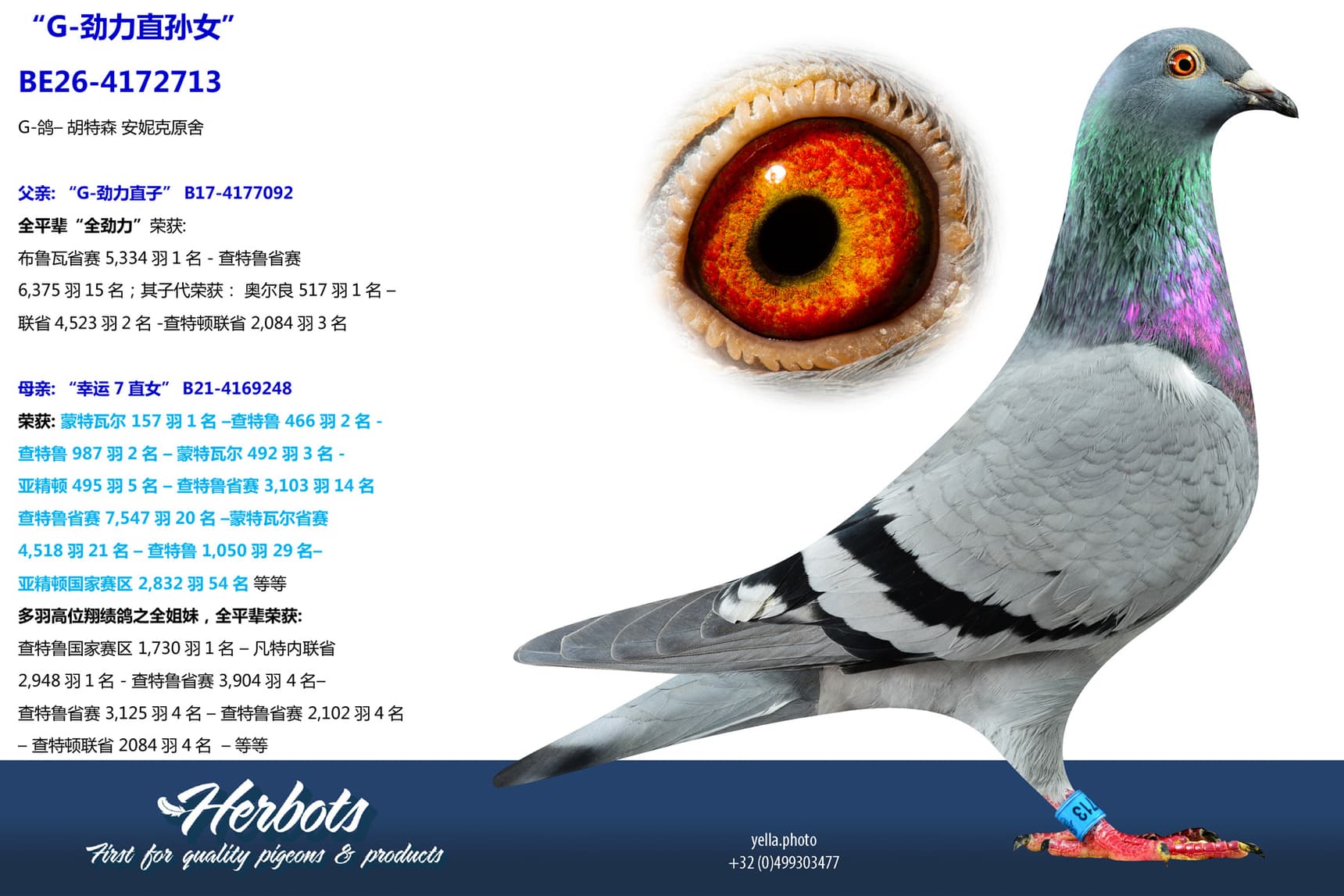 pigeon: undefined