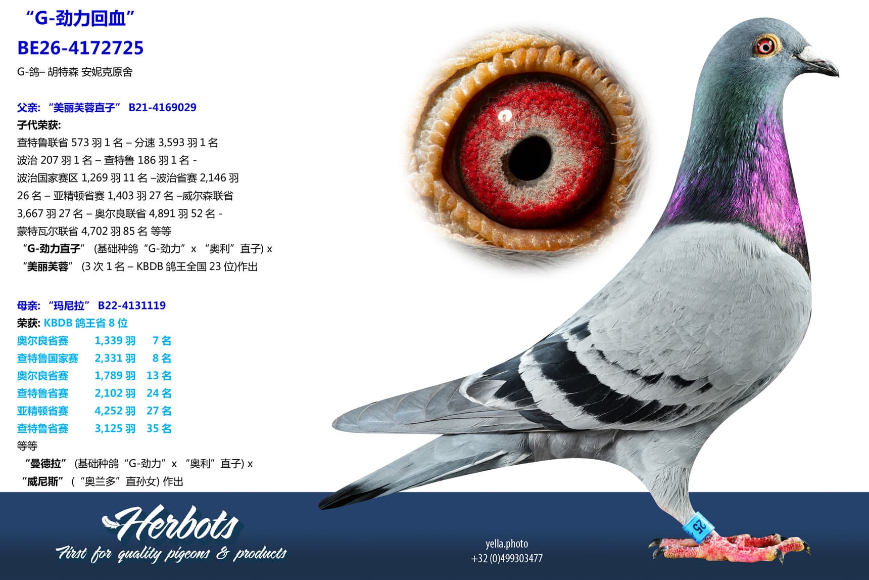 pigeon: undefined