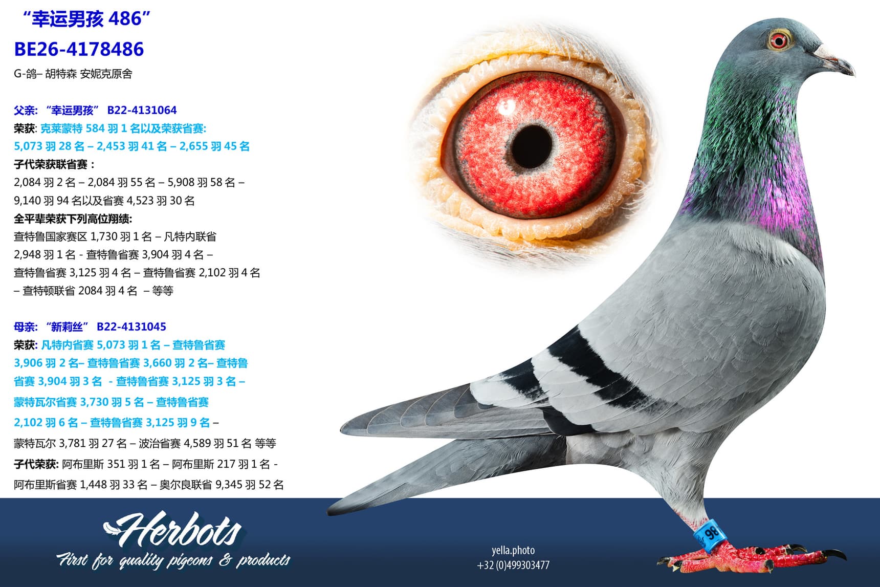pigeon: undefined