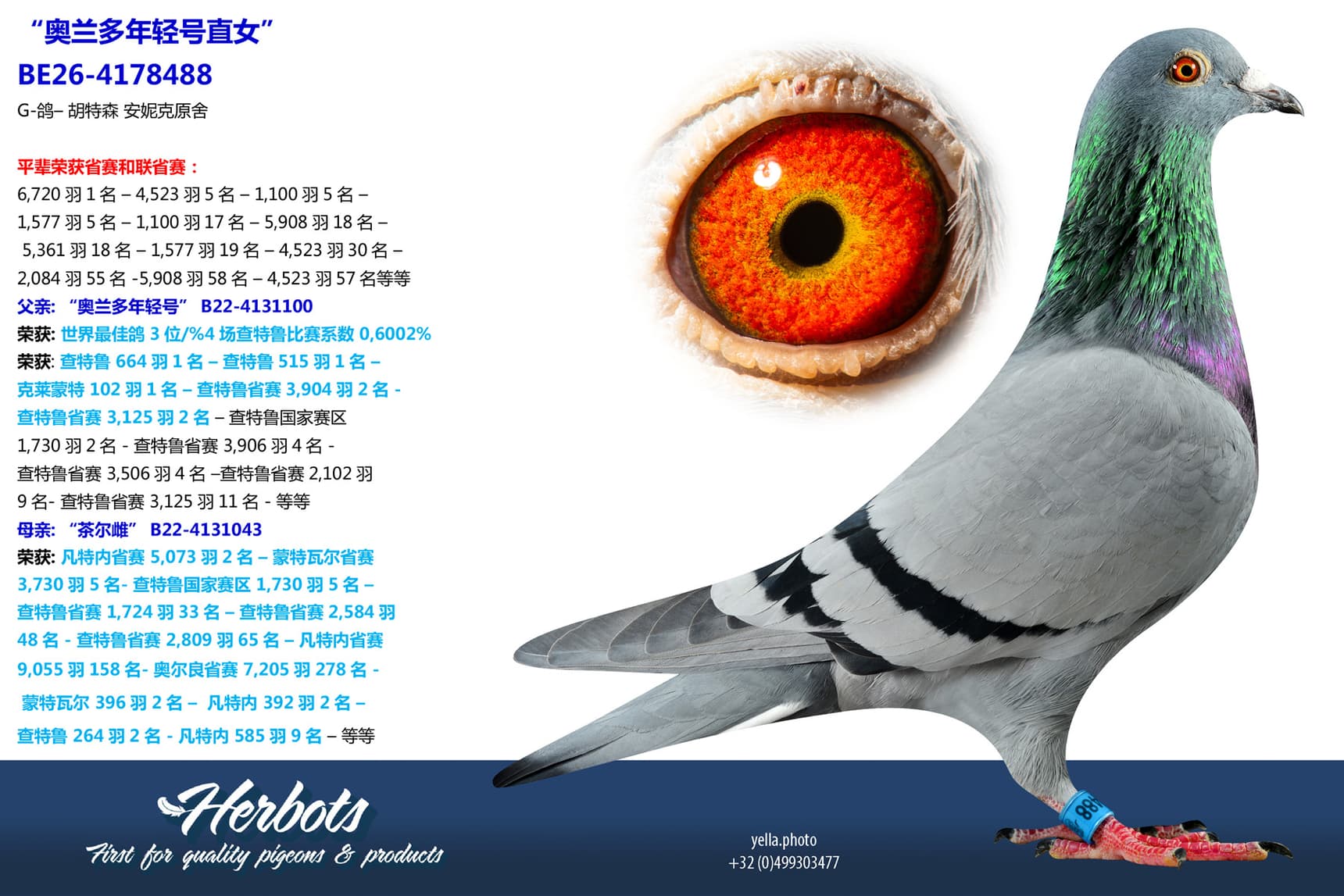 pigeon: undefined