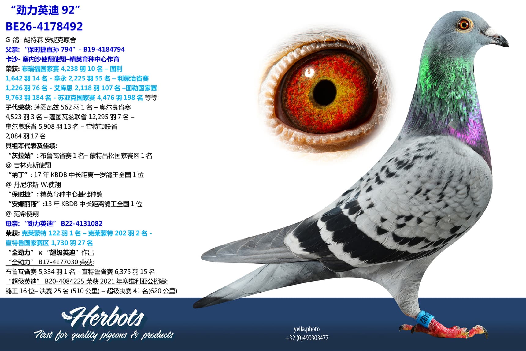 pigeon: undefined