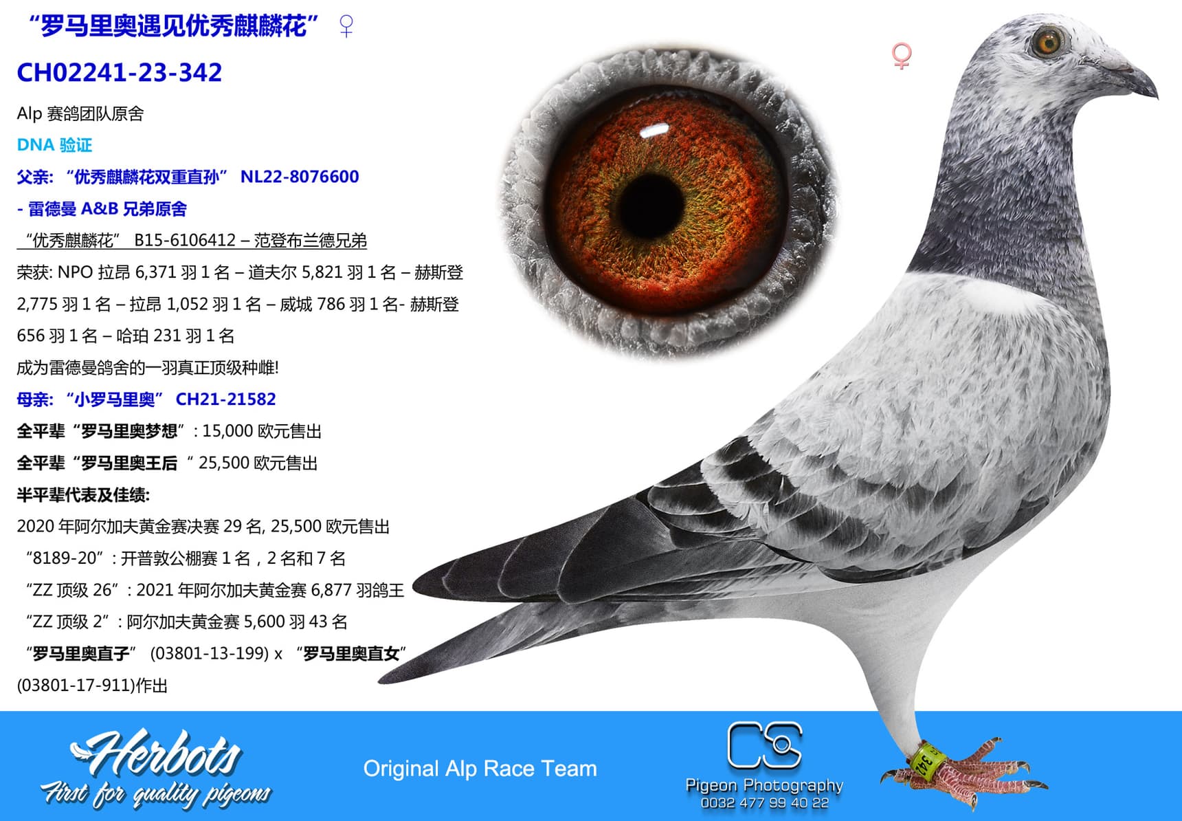 pigeon: “罗马里奥遇见优秀麒麟花”