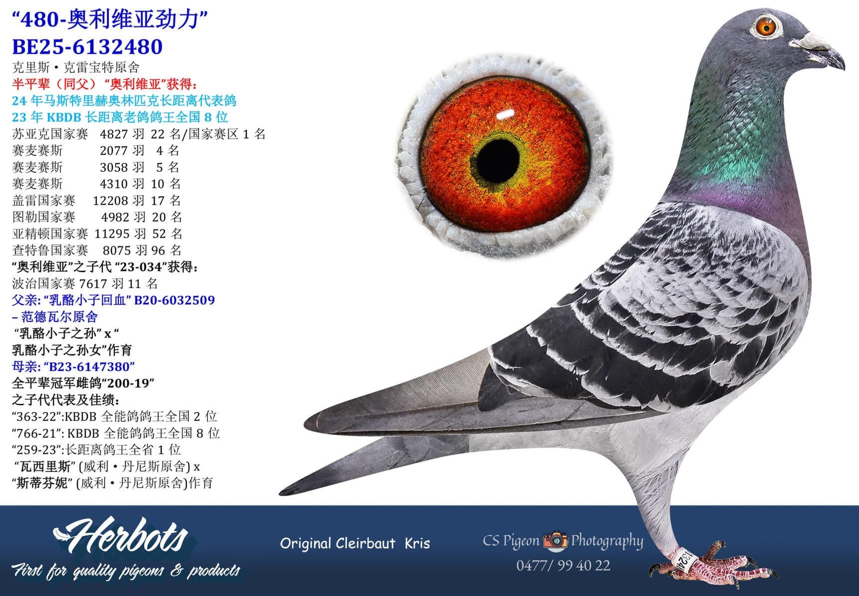 pigeon: undefined